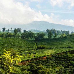 Costa Rica green coffee plantation field and mountain