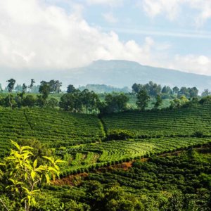 Costa Rica green coffee plantation field and mountain