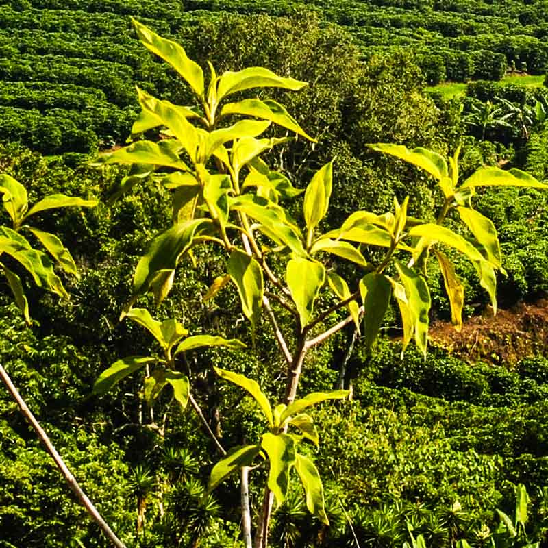 Planta de café en Costa Rica